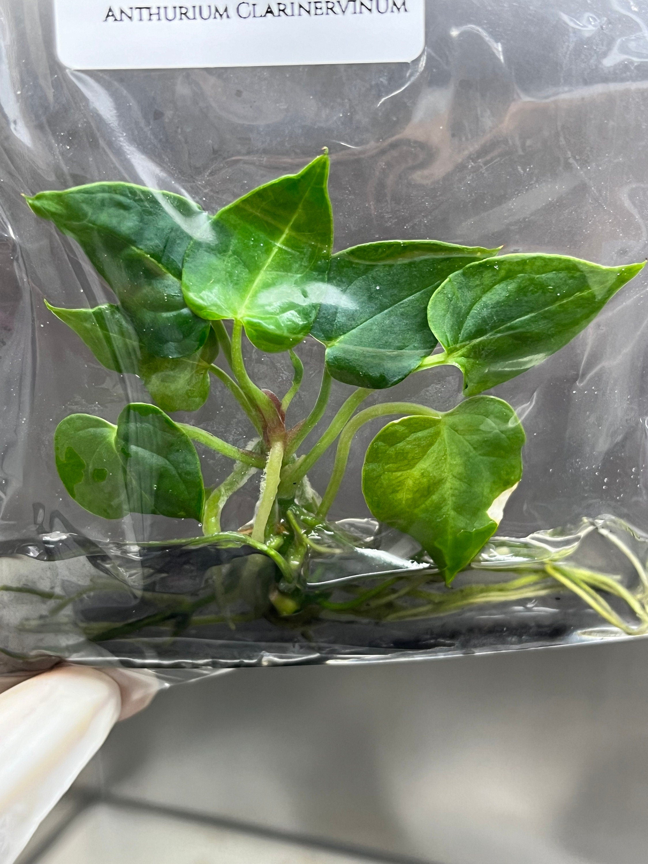 Anthurium Clarinervinum (1 plantlet/bag) Tissue culture