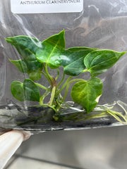 Anthurium Clarinervinum (1 plantlet/bag) Tissue culture