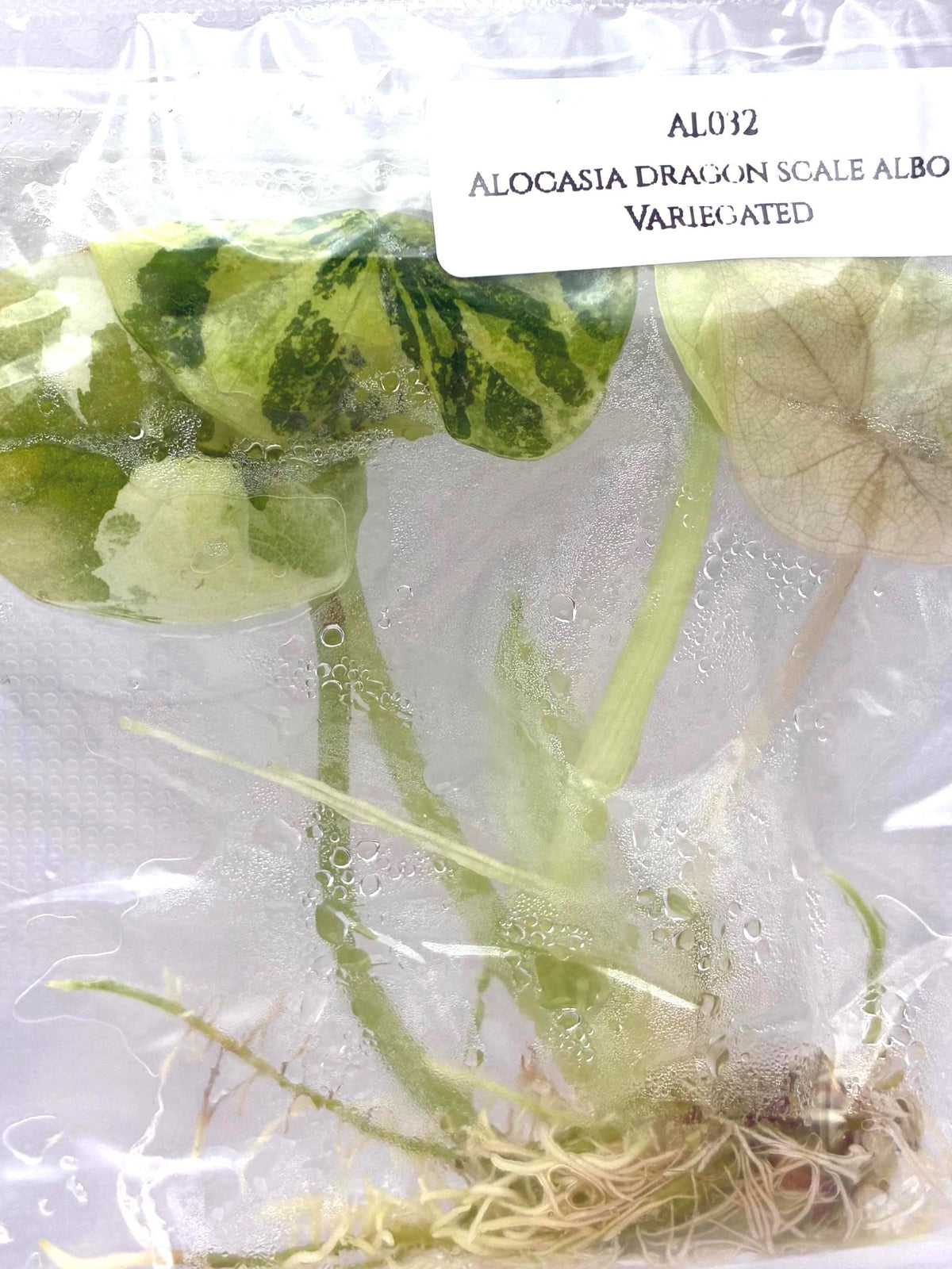 Alocasia dragon scale albo Variegated (1 plant/bag) Tissue Culture