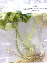 Alocasia dragon scale albo Variegated (1 plant/bag) Tissue Culture