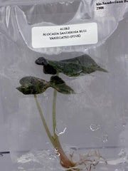 Alocasia Sanderina bull Variegated (1 plantlet/bag) Tissue culture