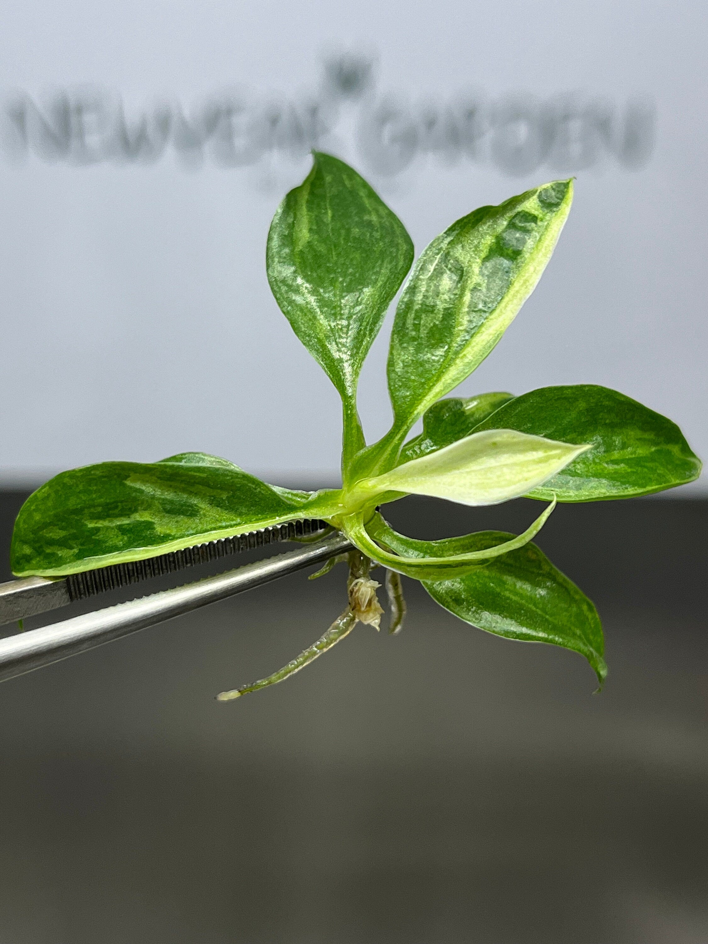Philodendron jose buono Variegated (1 plantlet/bag) Tissue culture