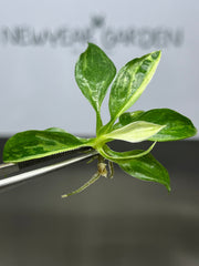 Philodendron jose buono Variegated (1 plantlet/bag) Tissue culture