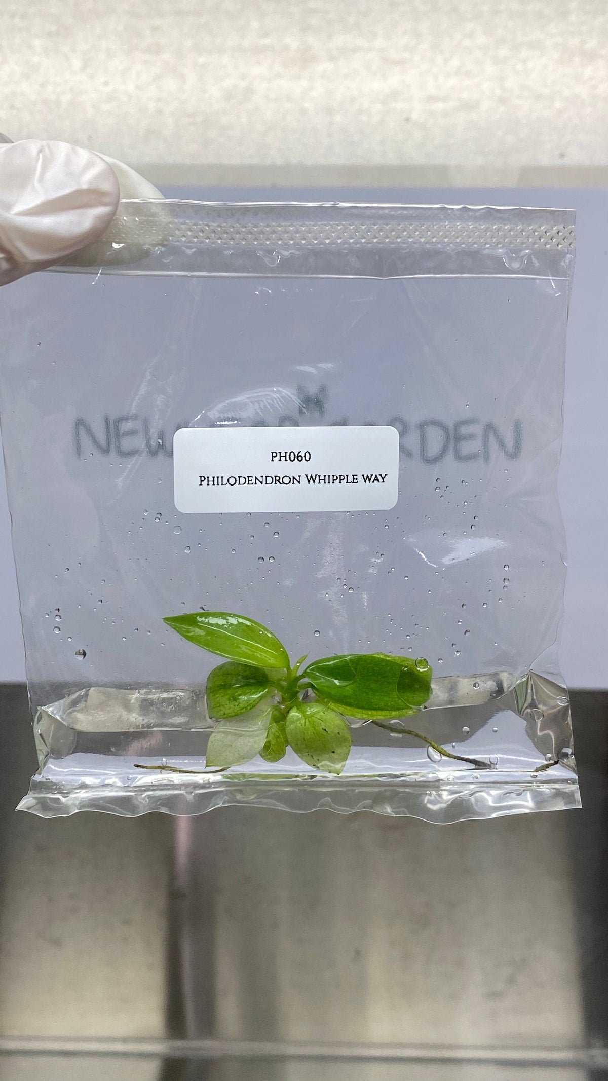 Philodendron Whipple way (1 plantlet/bag) Tissue culture