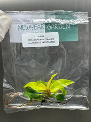 Philodendron orange marmalade (1 plantlet/bag) Tissue culture