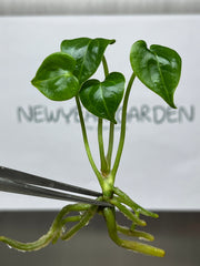 Anthurium Clarinervinum hybrid (1 plantlet/bag) Tissue culture
