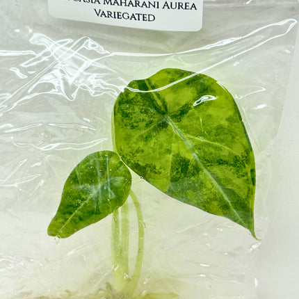 SALE 35% Alocasia Maharani Aurea Variegated Tissue Culture (1 item/bag) (1-2 leaves)