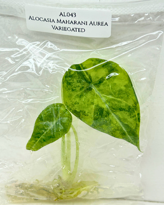 SALE 35% Alocasia Maharani Aurea Variegated Tissue Culture (1 item/bag) (1-2 leaves)