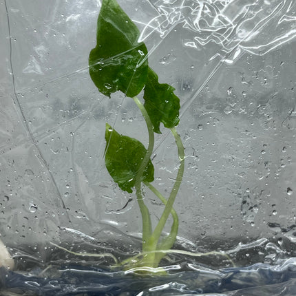 Alocasia Olani Tissue Culture (1 plant/bag)