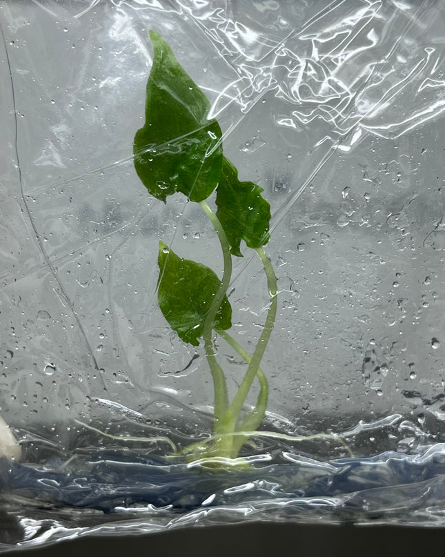 Alocasia Olani Tissue Culture (1 plant/bag)
