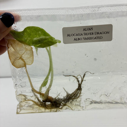 SALE 50% OFF Alocasia Silver Dragon Albo Variegated Tissue Culture (1 item/bag) (1-2 leaves)