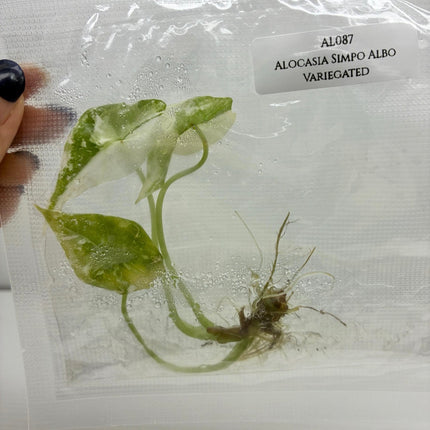 SALE 50% OFF Alocasia Simpo Albo Variegated Tissue Culture (1 item/bag)