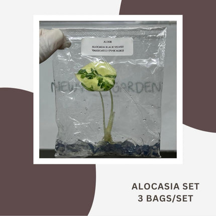 Special Set Alocasia Black Velvet Pink-Albo Variegated (3 bags/set)
