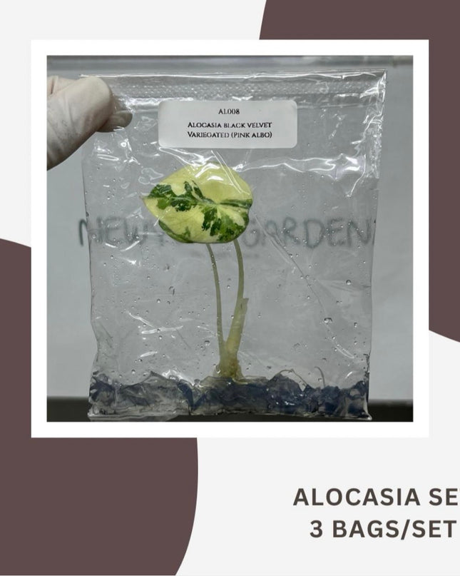 Special Set Alocasia Black Velvet Pink-Albo Variegated (3 bags/set)