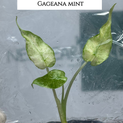 Alocasia Gageana Mint Tissue Culture (1 plant/bag) (1-2 leaves)