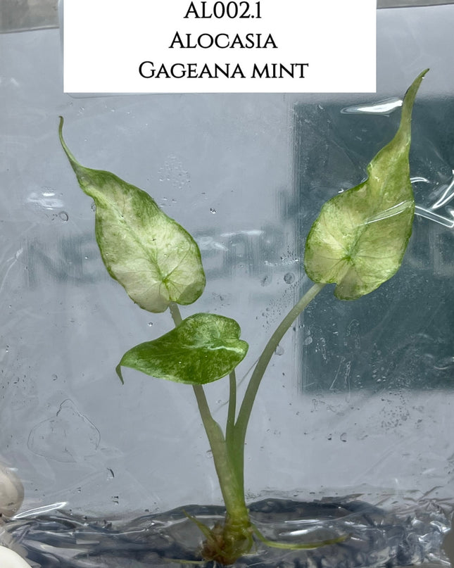 Alocasia Gageana Mint Tissue Culture (1 plant/bag) (1-2 leaves)