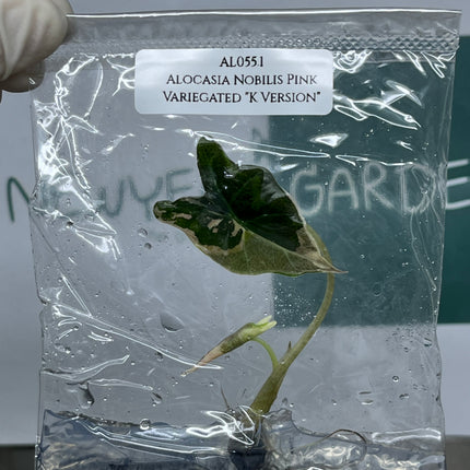 Alocasia Nobilis Pink Variegated "K Version" Tissue Culture (1 plant/bag) (1-2 leaves)