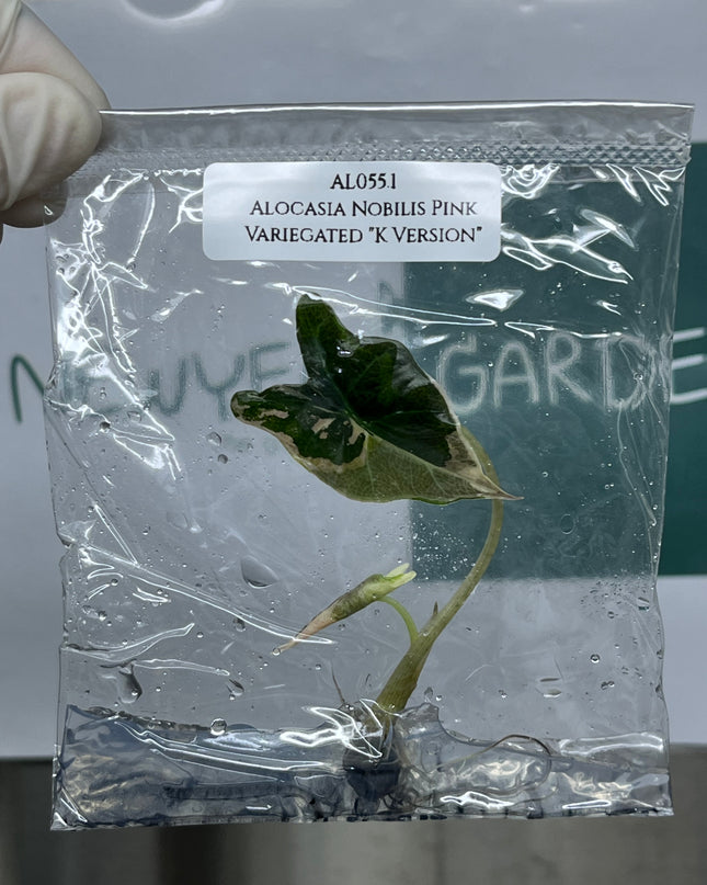 Alocasia Nobilis Pink Variegated "K Version" Tissue Culture (1 plant/bag) (1-2 leaves)