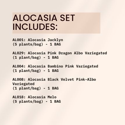 Special Set of 10 Bags of Alocasia Tissue Culture