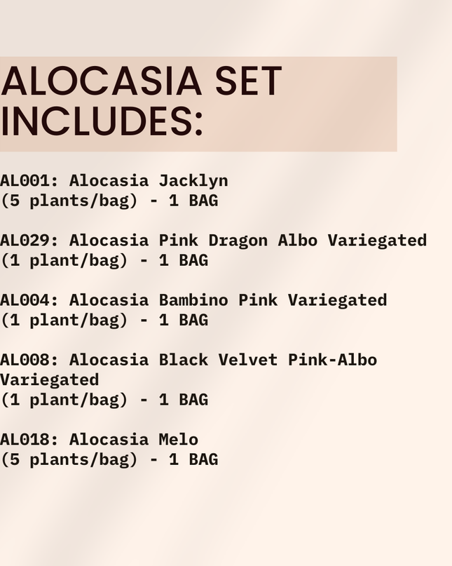 Special Set of 10 Bags of Alocasia Tissue Culture