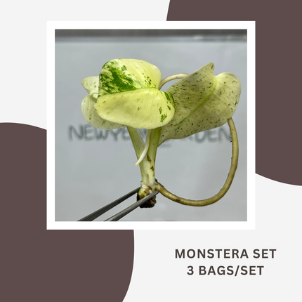 Special Set Monstera White Monster (3 bags/set)