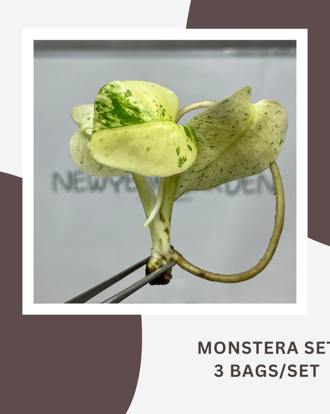 Special Set Monstera White Monster (3 bags/set)