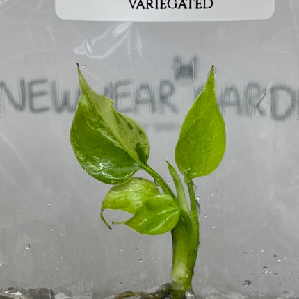 Monstera Light Lime Variegated Tissue Culture (1 plant/bag)