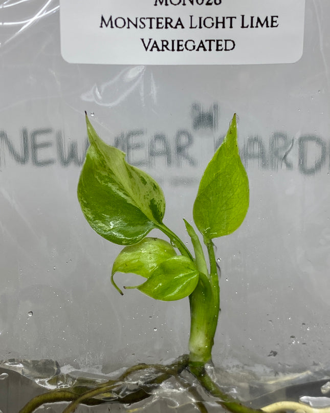 Monstera Light Lime Variegated Tissue Culture (1 plant/bag)