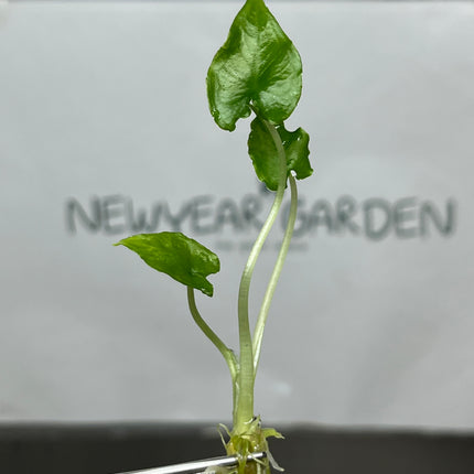 Alocasia Olani Tissue Culture (1 plant/bag)