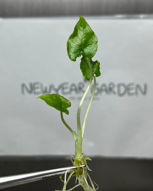 Alocasia Olani Tissue Culture (1 plant/bag)