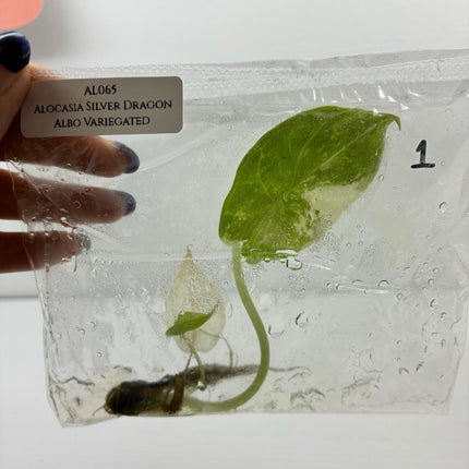 SALE 50% OFF Alocasia Silver Dragon Albo Variegated Tissue Culture (1 item/bag) (1-2 leaves)
