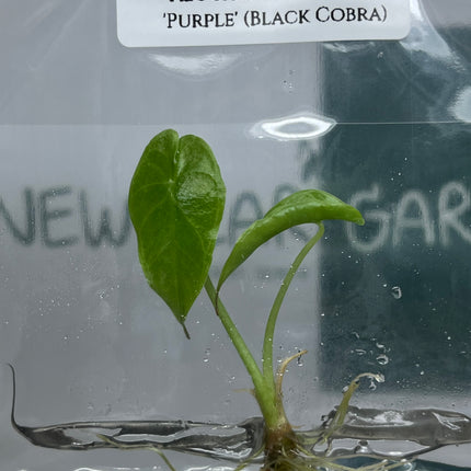 Alocasia Longiloba 'Purple' (Black Cobra) Tissue Culture (1 plant/bag) (1-2 leaves)