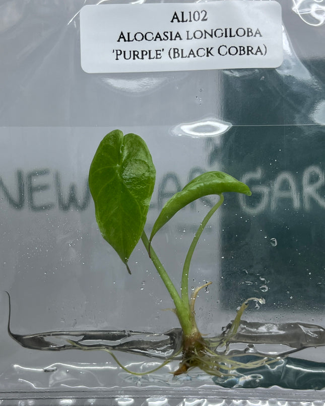 Alocasia Longiloba 'Purple' (Black Cobra) Tissue Culture (1 plant/bag) (1-2 leaves)