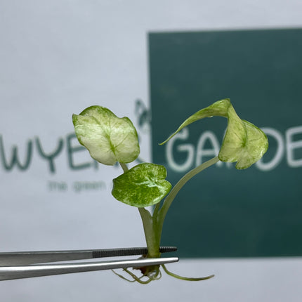 Alocasia Gageana Mint Tissue Culture (1 plant/bag) (1-2 leaves)