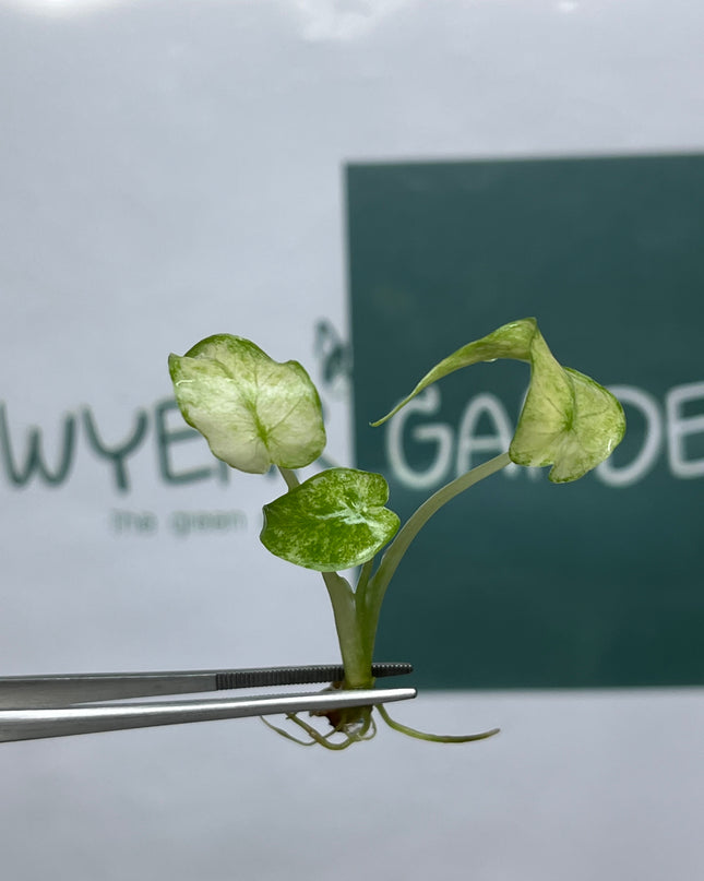 Alocasia Gageana Mint Tissue Culture (1 plant/bag) (1-2 leaves)