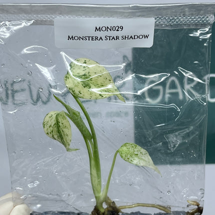 Monstera Star Shadow Tissue Culture (1 plant/bag) (1-2 leaves)