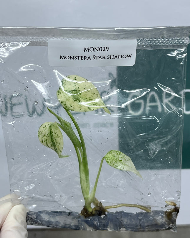 Monstera Star Shadow Tissue Culture (1 plant/bag) (1-2 leaves)