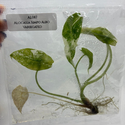 SALE 50% OFF Alocasia Simpo Albo Variegated Tissue Culture (1 item/bag)