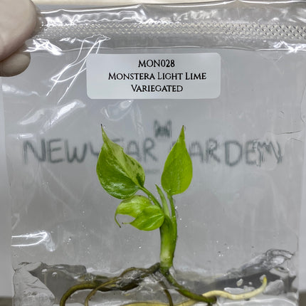 Monstera Light Lime Variegated Tissue Culture (1 plant/bag)