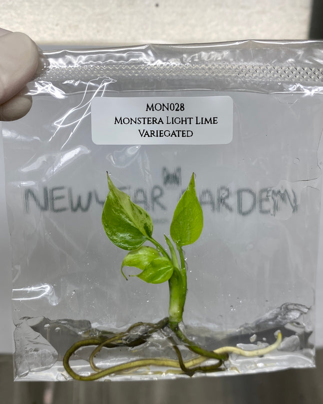 Monstera Light Lime Variegated Tissue Culture (1 plant/bag)