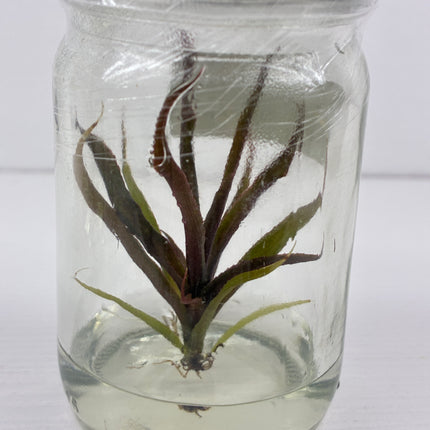 Cryptautus Bivittatus Red Tissue Culture (1 plant/bag)