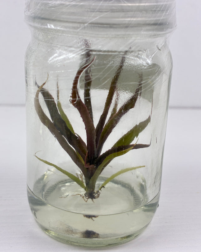 Cryptautus Bivittatus Red Tissue Culture (1 plant/bag)