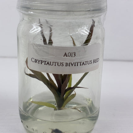 Cryptautus Bivittatus Red Tissue Culture (1 plant/bag)