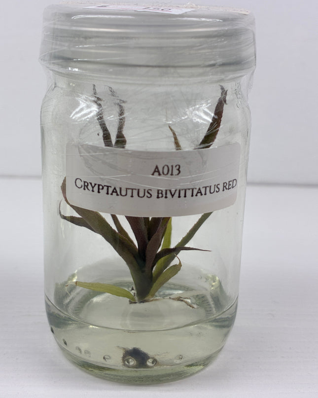 Cryptautus Bivittatus Red Tissue Culture (1 plant/bag)