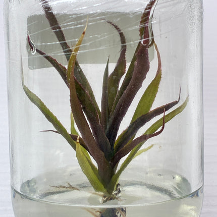 Cryptautus Bivittatus Red Tissue Culture (1 plant/bag)