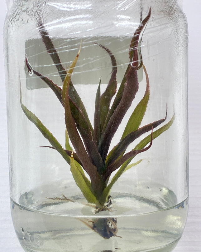Cryptautus Bivittatus Red Tissue Culture (1 plant/bag)
