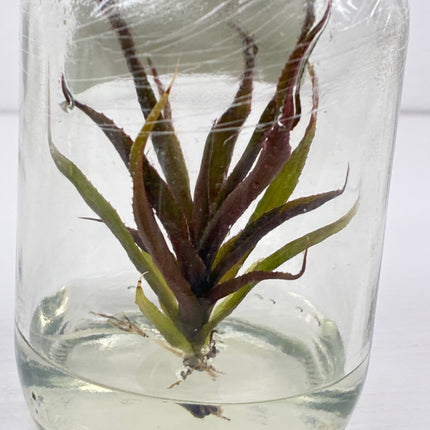 Cryptautus Bivittatus Red Tissue Culture (1 plant/bag)