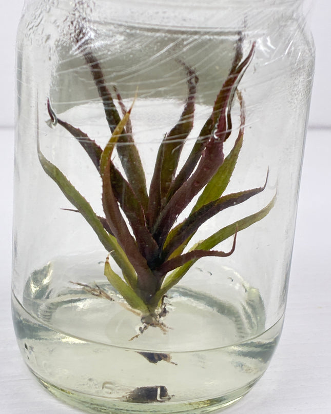 Cryptautus Bivittatus Red Tissue Culture (1 plant/bag)