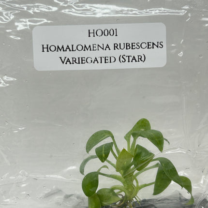Homalomena Rubescens Albo Variegated (Star) Tissue Culture (1 item/bag)