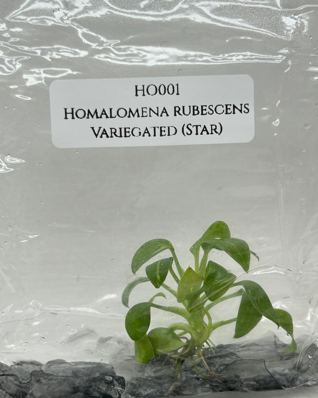 Homalomena Rubescens Albo Variegated (Star) Tissue Culture (1 item/bag)
